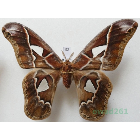 Rothschildia lebeau (Guérin-Meneville, 1868) male ex. ovo Peru 112mm32